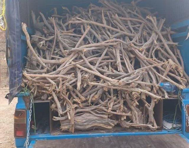 کشف نیم تن چوب تاغ در سمنان؛ ۲ قاچاقچی دستگیر شدند