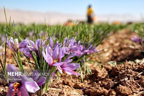 ایران و فائو در تقویت ارزش زنجیره زعفران وارد همکاری شدند