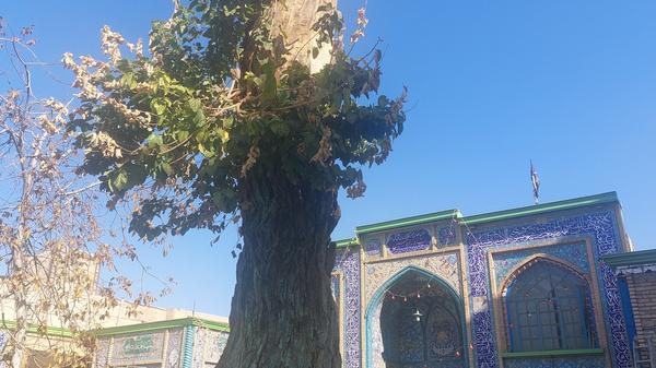 دیرزیستی و الحاقات غیرمجاز، عوامل آسیب به درخت کهنسال شاهزاده حسین(ع)