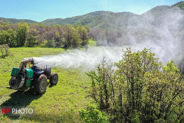 مبارزه با آفت لورانتوس در ۱۰۸۰ هکتار از جنگل های کردستان اجرا شد