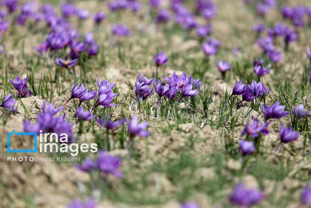 زاچ‌آب و تغذیه صحیح پیازهای مادر؛ راز پرباری زعفران چیست؟