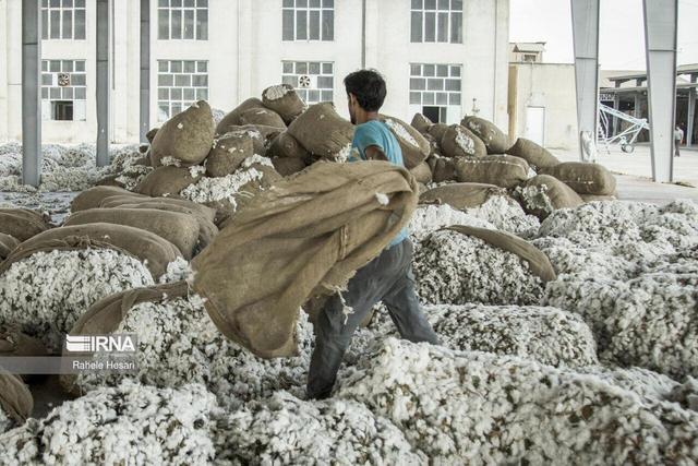 تولید ۲۰ هزار تن وش پنبه در خراسان شمالی