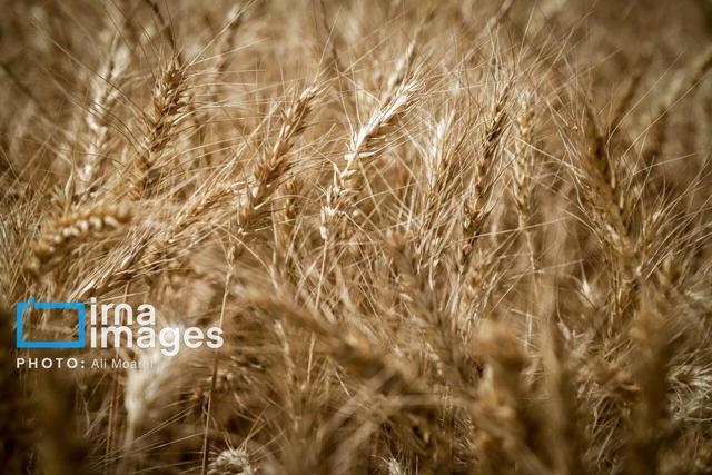 کشت گندم در مناطق سردسیر تا اواسط آذر به پایان می رسد