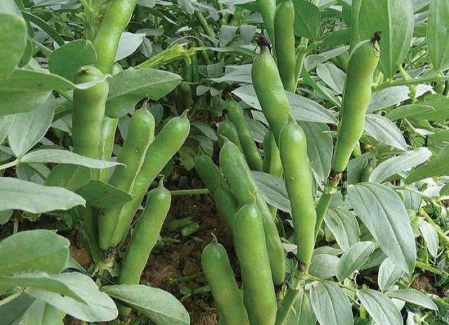 فیلم| کشت باقلا در ۲۵۰ هکتار از مزارع خاش آغاز شد