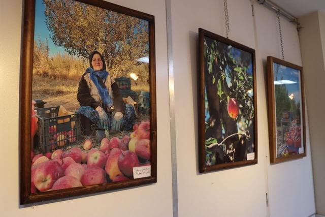 نمایشگاه عکس و نقاشی سیب مراغه گشایش یافت