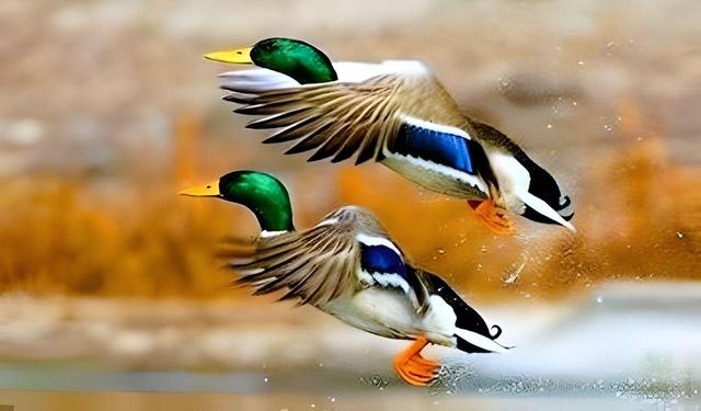 میزبانی سدهای گلپایگان از ۵ هزار پرنده مهاجر + فیلم