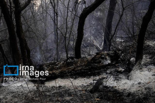 پایان کابوس آتش در گلستان؛ جنگل‌های هیرکانی نجات یافتند