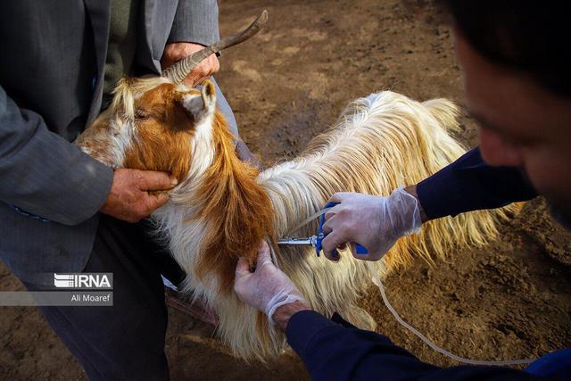 واکسیناسیون دام در هرمزگان؛ تزریق بیش از یک‌میلیون و ۱۹۰ هزار دُز واکسن تب برفکی