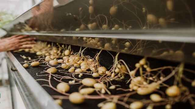 تولید ۳۰ میلیون مینیتیوبر نقطه عطف خودکفایی بذر سیبزمینی در کشور