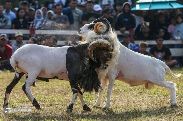 تصاویر| گوسفندان شاخ‌دار اندونزی به جنگ می‌روند