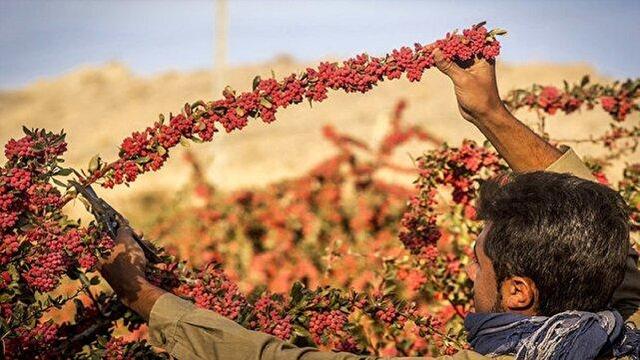 خراسان جنوبی در دنیا حرف اول را می‌زند