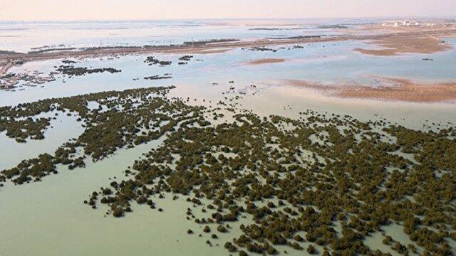 سفری در رگهای زنده خلیجفارس