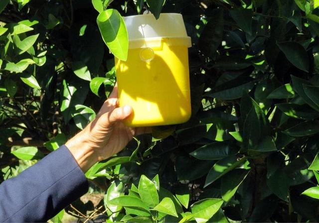 کاهش آفت مگس میوه مدیترانه‌ای در باغات بابل