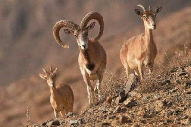 جمعیت حیات وحش خراسان شمالی در سرشماری اخیر تغییری نکرده است