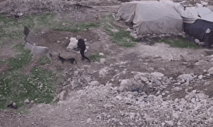 سرقت الاغ یک خانواده فلسطینی توسط صهیونیستها در جنوب الخلیل