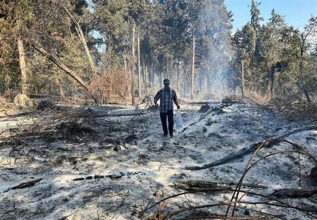 جنگل‌های هیرکانی نجات یافتند