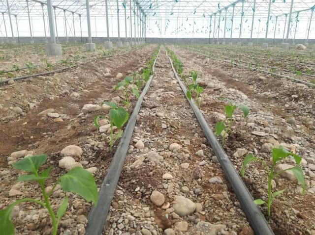 مرادی: ۷۰ درصد اراضی کشاورزی هرمزگان به سیستم آبیاری تحت فشار مجهز شد