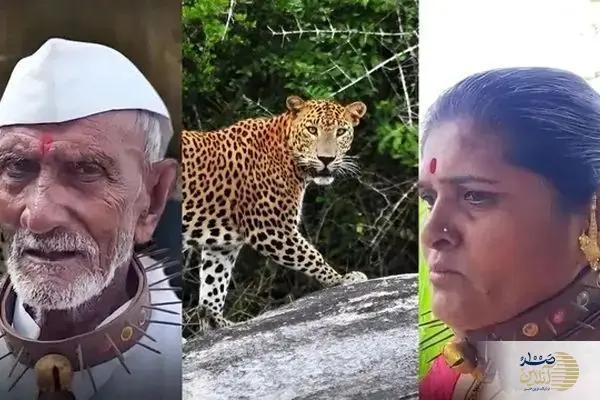 ببینید/ روستایی که برای مقابله با حمله پلنگ‌ها قلاده‌های خاردار می‌پوشند