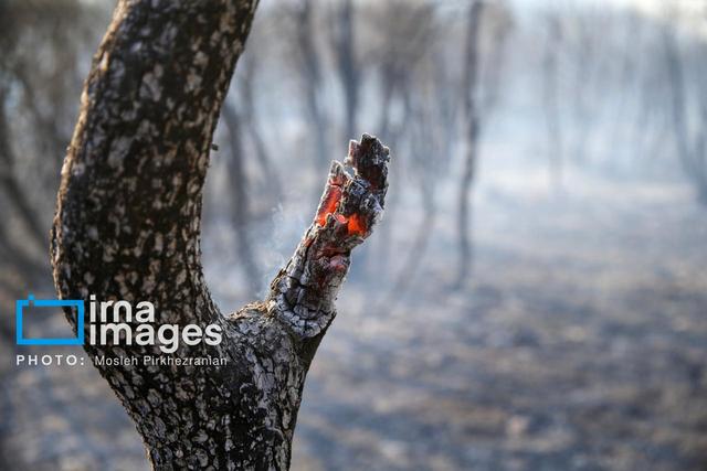 افزون بر ۲۳۰۰ فقره آتش سوزی در عرصه های جنگلی کشور ثبت شد