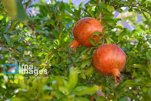 تولید هفت هزار تن انار در ابرکوه یزد