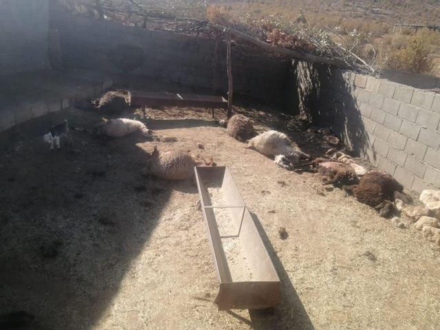 حمله گرگ به گله گوسفند در روستای گوشه لردگان