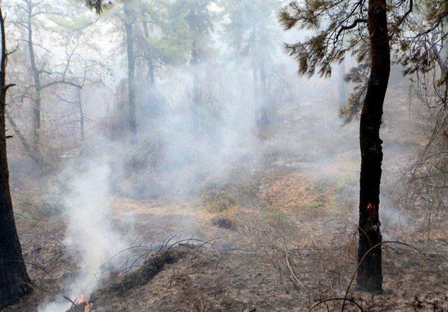 تداوم آتش‌سوزی‌های جنگلی؛ مدعی العموم کجاست؟