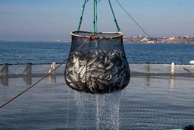 توسعه آبزیپروری در کنار خلیج فارس؛ تبدیل دریا و ساحل به فضای کسبوکار