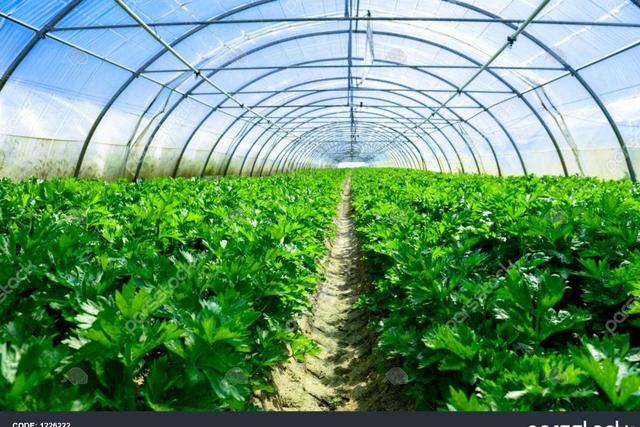 تولید 7 هزار تن محصولات گلخانهای؛ جهش کشاورزی نوین در ارومیه