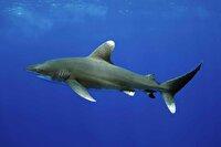 ممنوعیت تجارت گونه‌های آبزی در معرض خطر خلیج فارس