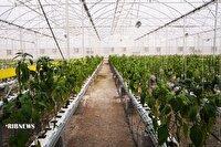 انعقاد ۶ تفاهم‌نامه سرمایه‌گذاری کشت گلخانه‌ای در اردبیل