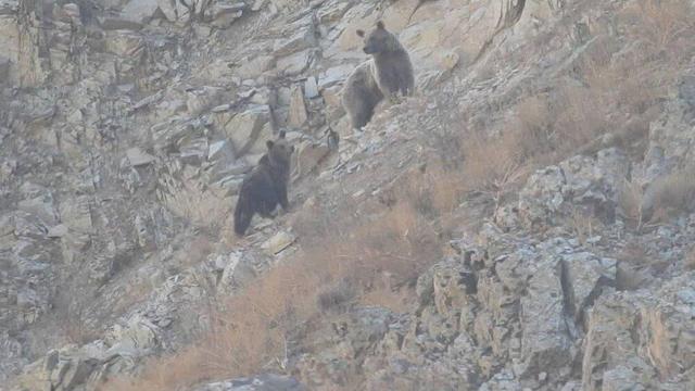 مشاه خرس ماده و دو توله در منطقه حفاظت‌ شده البرز