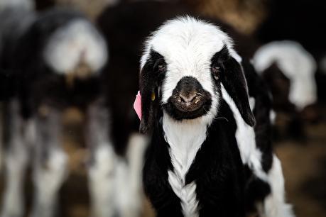 مزرعه دامپروری چپرقویمه