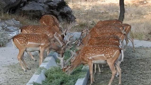 تصاویری زیبا از مرال در پارک ملی پابند