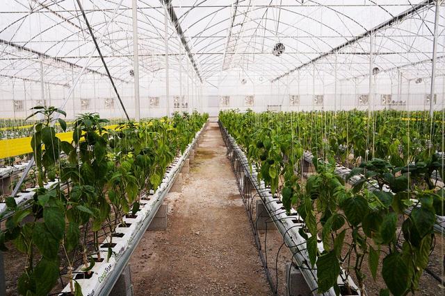 ۶ تفاهم‌نامه سرمایه‌گذاری کشت گلخانه‌ای در اردبیل منعقد شد