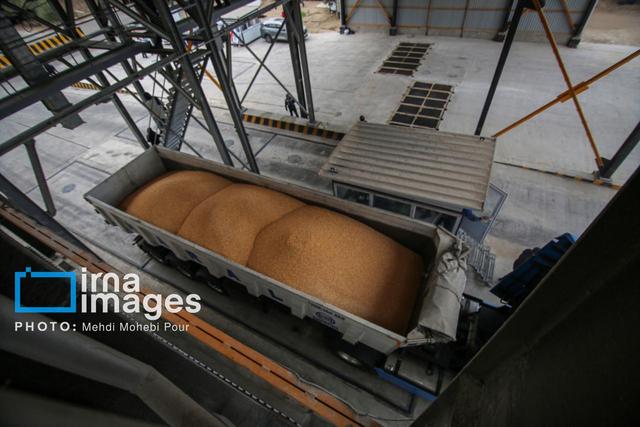 ۱۱۰۰ تن گندم جوانهزده در قالب جلوگیری از خسارت به کشاورزان مازندرانی تحویل گرفته شد