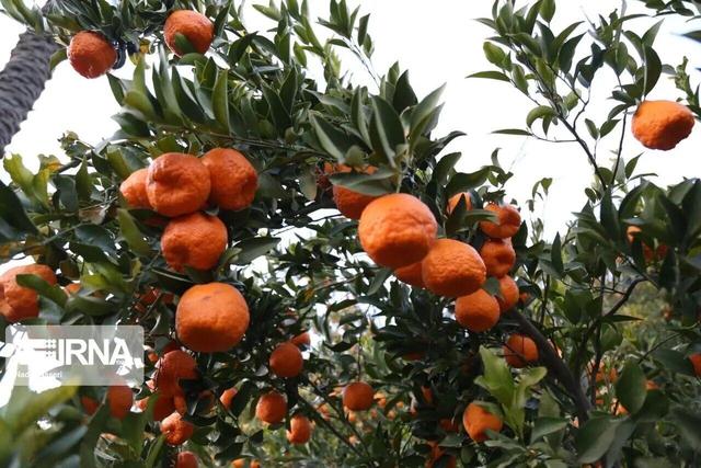 برنج و مرکبات نشان تجاری کشاورزی مازندران است/ با برهم زنندگان نظم بازار برخورد میشود