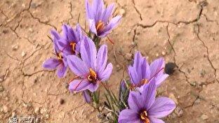 آغاز برداشت زعفران در لرستان + فیلم