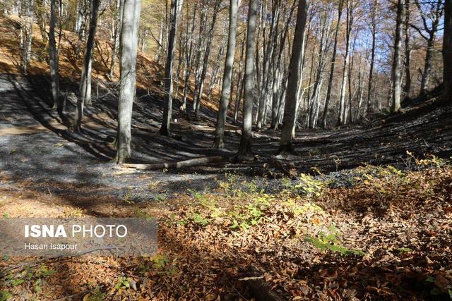 دستور شبانه دادستان آمل برای ممنوعیت اقامت شبانه گردشگران در جنگل‌ها