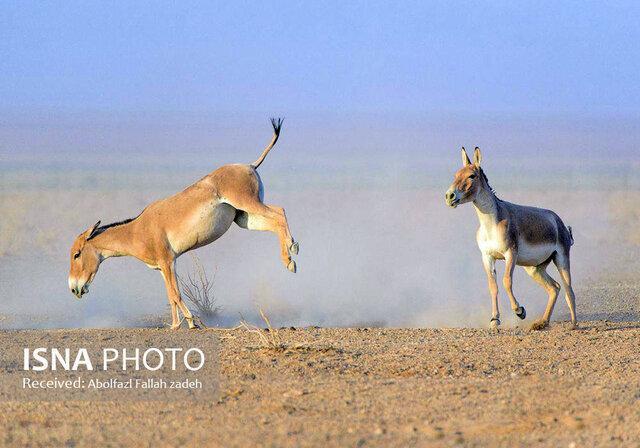 گورخرهای پنج‌ انگشت دوباره به دشت‌های ایران بازگشتند