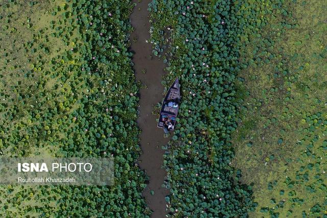 اجرای پروژه حفاظت از تالاب انزلی در فاز کشاورزی پایدار