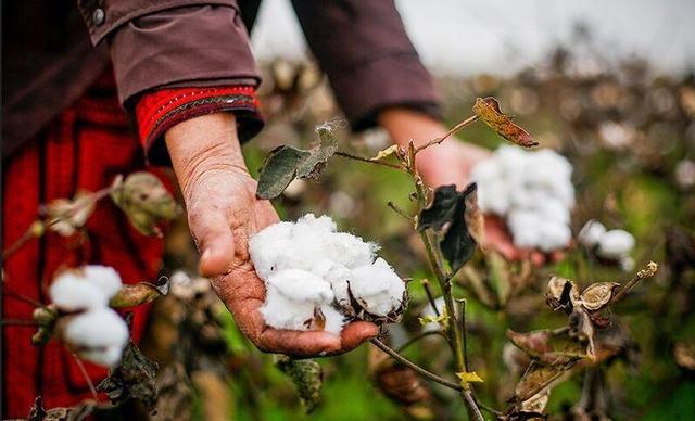 آتش مافیای واردات بر مزارع پنبه