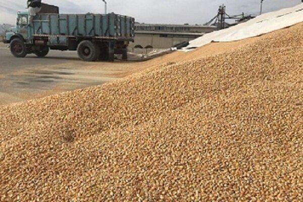 روزانه ۵ فروند کشتی حامل نهاده دامی در بندر امیرآباد پهلو می‌گیرد