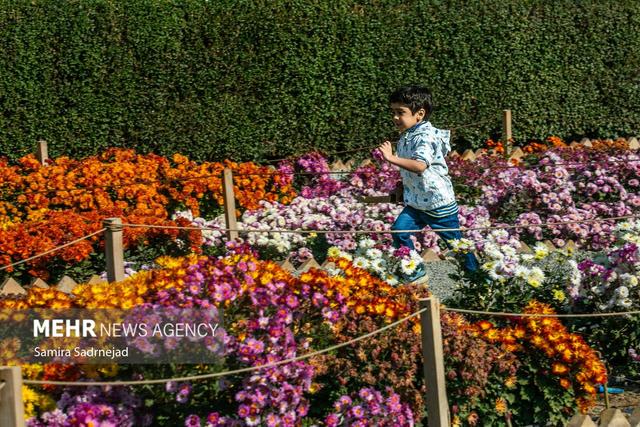 جشنواره گل‌های داوودی