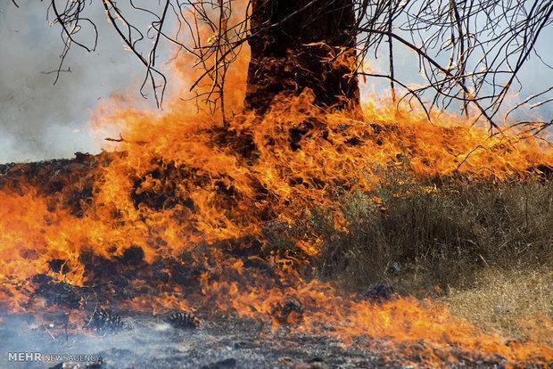 متخلف آتش‌افروز در جنگل‌های بندپی شرقی بابل دستگیر شد