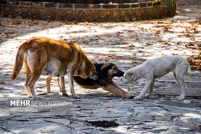 افزایش سگ گزیدگی در یاسوج؛ وعده‌ها تبدیل به خطر برای کودکان می‌شود