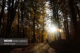 گنجینه‌های سبز ایران؛ چند پهنه جنگلی در کشور وجود دارد؟