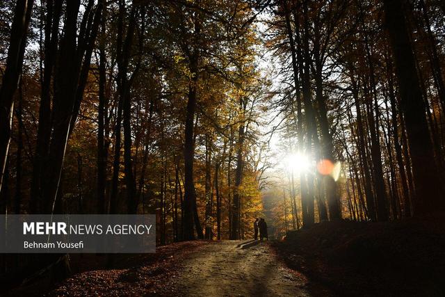 گنجینه‌های سبز ایران؛ چند پهنه جنگلی در کشور وجود دارد؟