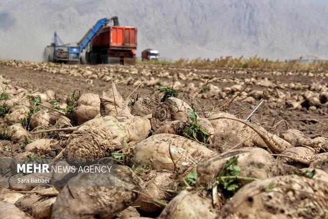 ثبت رکورد برداشت چغندرقند توسط کشاورزان لرستانی