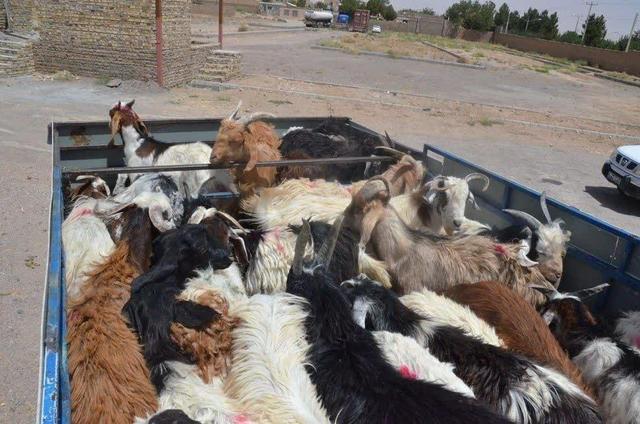 احشام قاچاق به ارزش بیشاز ۲ میلیارد ریال در بندرخمیر کشف شدند