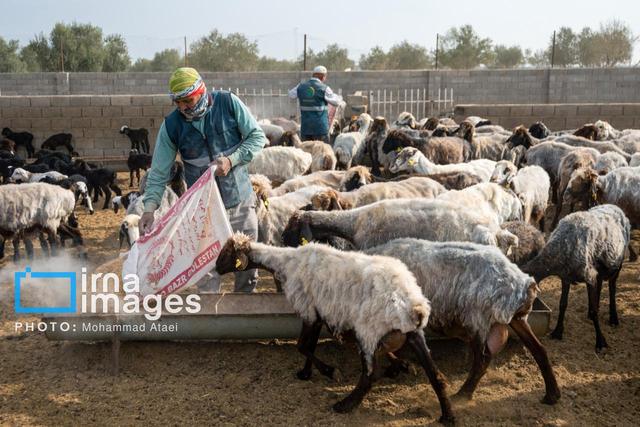 دامداران قشم یک‌هزار و ۱۰۰ تُن نهاده‌ دامی دریافت کردند